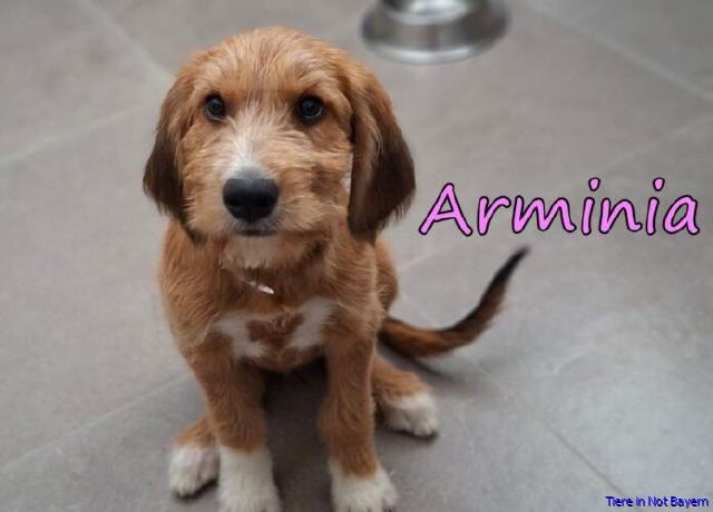Arminia