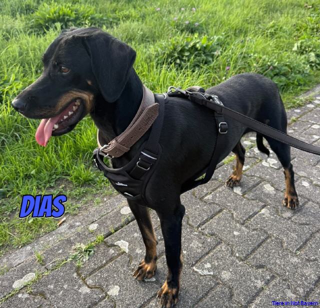 Dias