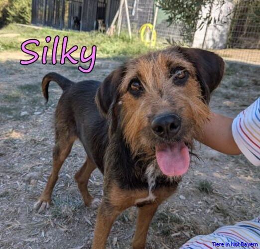 Silky